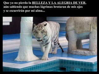 Que yo no pierda la BELLEZA Y LA ALEGRIA DE VER,
aún sabiendo que muchas lágrimas brotaran de mis ojos
y se escurrirán por mi alma...
 