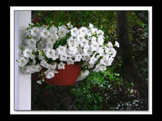 Bello por donde se lo mire