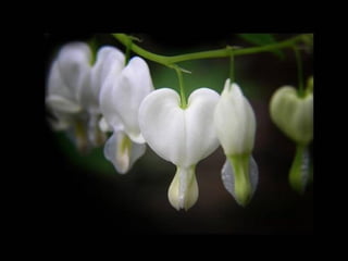 Bello por donde se lo mire