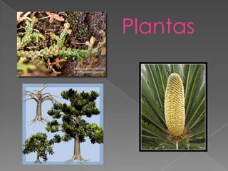 Plantas

 