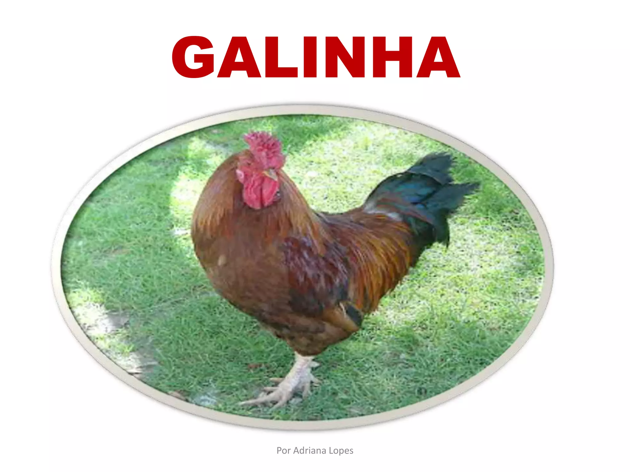 GALINHA
Por Adriana Lopes