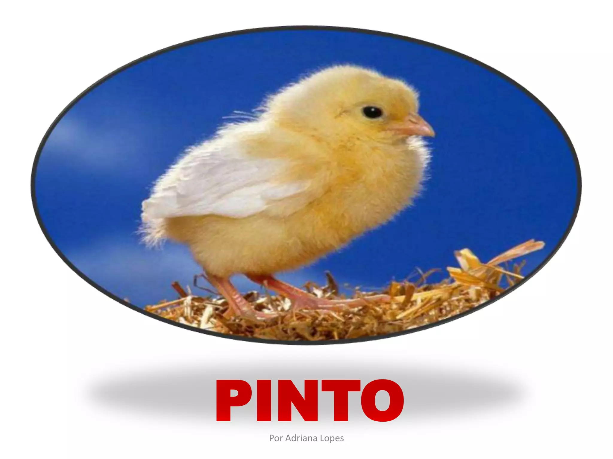 PINTO
Por Adriana Lopes