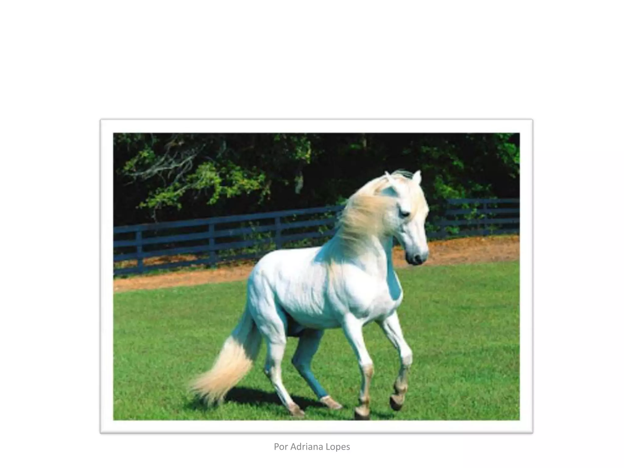 CAVALO
Por Adriana Lopes