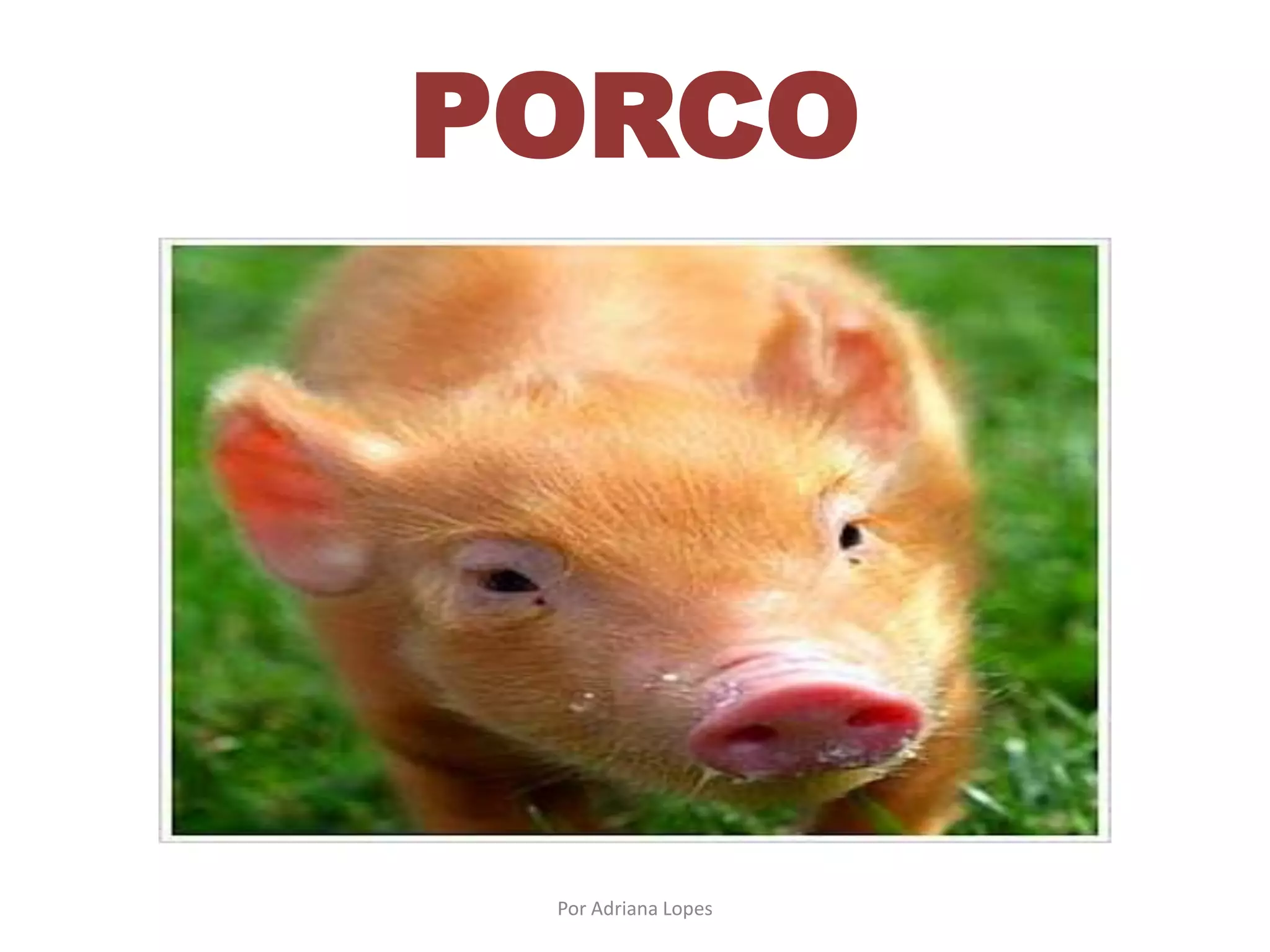 PORCO
Por Adriana Lopes