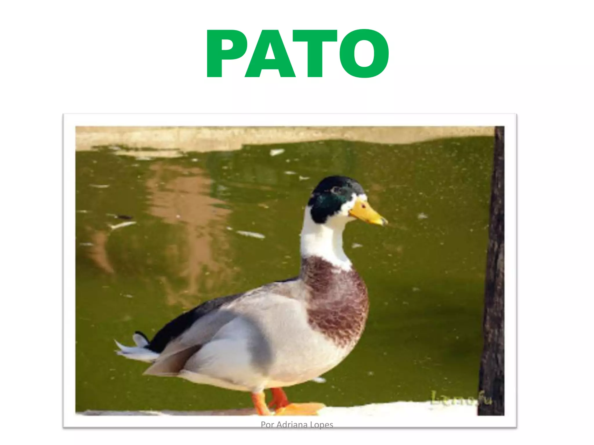 PATO
Por Adriana Lopes
