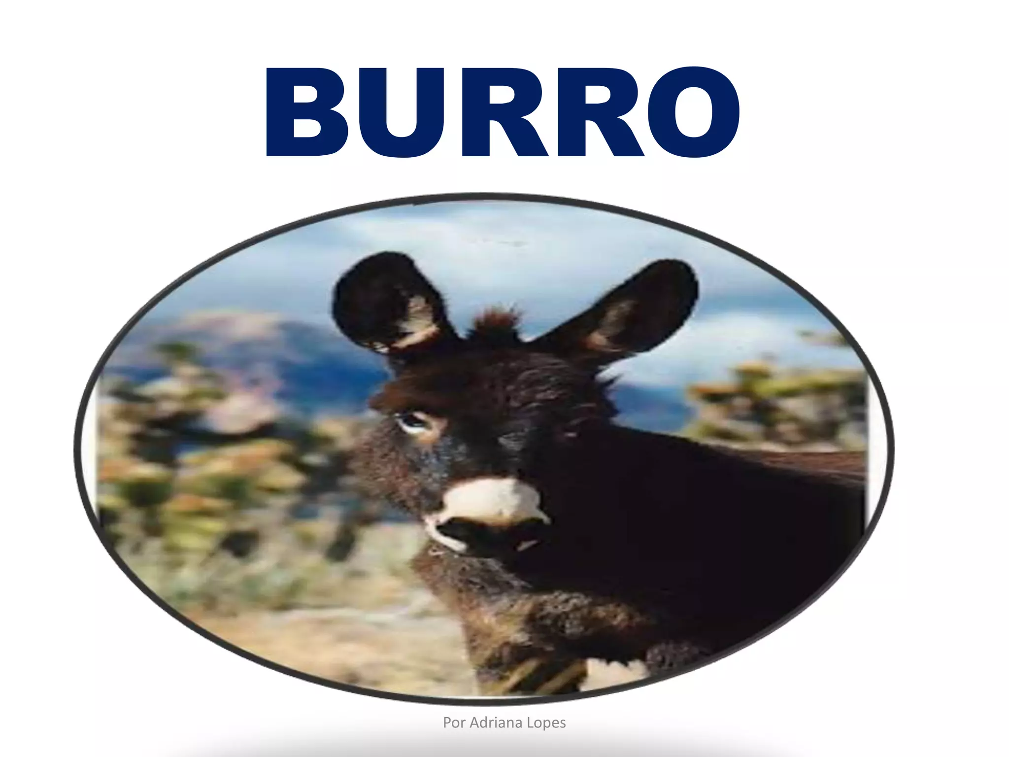 BURRO
Por Adriana Lopes