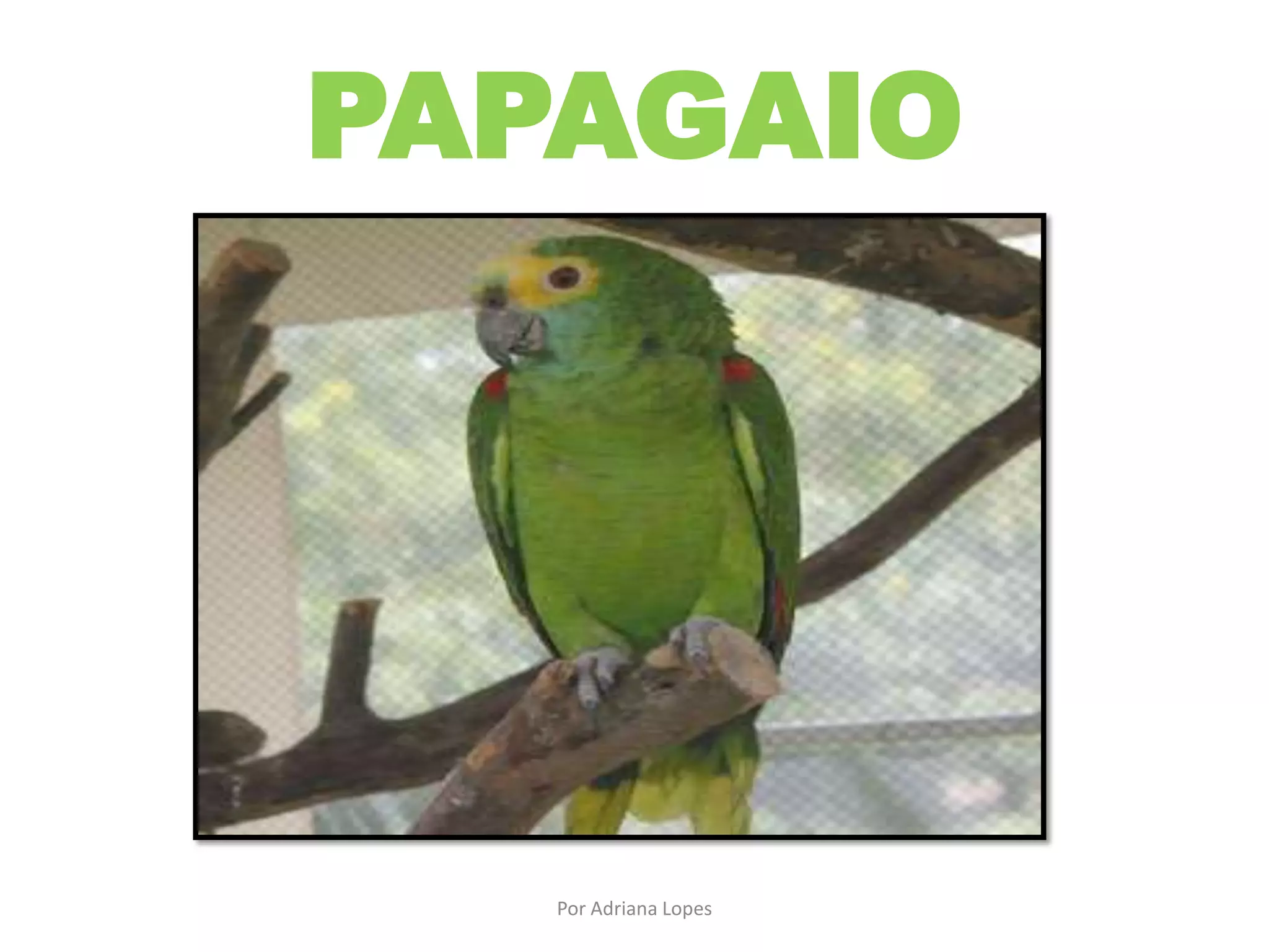 PAPAGAIO
Por Adriana Lopes