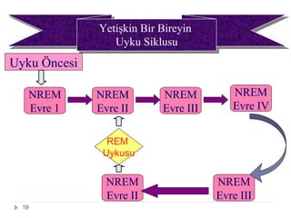 19
Yetişkin Bir Bireyin
Uyku Siklusu
Yetişkin Bir Bireyin
Uyku Siklusu
NREM
Evre 1
Uyku Öncesi
NREM
Evre II
NREM
Evre III
NREM
Evre IV
NREM
Evre III
NREM
Evre II
REM
Uykusu
 