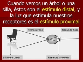 Cuando vemos un árbol o una
silla, éstos son el estímulo distal, y
la luz que estimula nuestros
receptores es el estímulo proximal
 