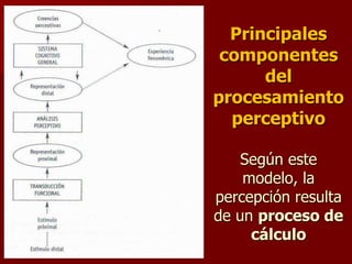 Principales
componentes
del
procesamiento
perceptivo
Según este
modelo, la
percepción resulta
de un proceso de
cálculo
 