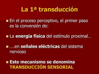 La 1ª transducción
 En el proceso perceptivo, el primer paso
es la conversión de:
 La energía física del estímulo proximal…
 ….en señales eléctricas del sistema
nervioso
 Este mecanismo se denomina
TRANSDUCCIÓN SENSORIAL
 