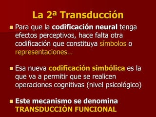 La 2ª Transducción
 Para que la codificación neural tenga
efectos perceptivos, hace falta otra
codificación que constituya símbolos o
representaciones…
 Esa nueva codificación simbólica es la
que va a permitir que se realicen
operaciones cognitivas (nivel psicológico)
 Este mecanismo se denomina
TRANSDUCCIÓN FUNCIONAL
 