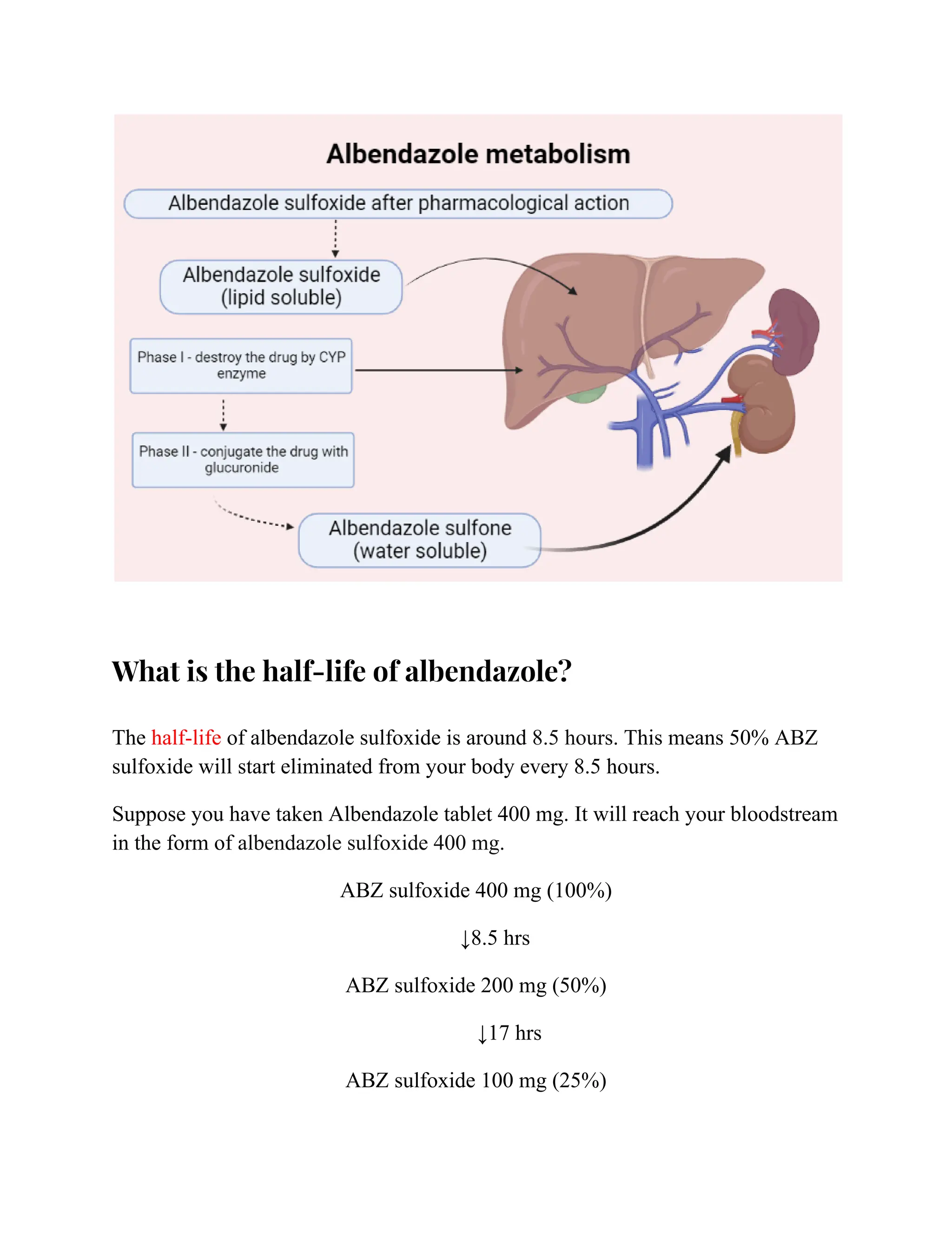 What is the half-life of albendazole?
The half-life of albendazole sulfoxide is around 8.5 hours. This means 50% ABZ
sulfoxide will start eliminated from your body every 8.5 hours.
Suppose you have taken Albendazole tablet 400 mg. It will reach your bloodstream
in the form of albendazole sulfoxide 400 mg.
ABZ sulfoxide 400 mg (100%)
↓8.5 hrs
ABZ sulfoxide 200 mg (50%)
↓17 hrs
ABZ sulfoxide 100 mg (25%)
 