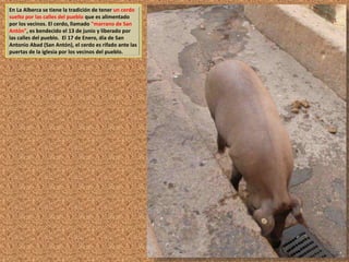 En La Alberca se tiene la tradición de tener un cerdo 
suelto por las calles del pueblo que es alimentado 
por los vecinos. El cerdo, llamado "marrano de San 
Antón", es bendecido el 13 de junio y liberado por 
las calles del pueblo. El 17 de Enero, día de San 
Antonio Abad (San Antón), el cerdo es rifado ante las 
puertas de la iglesia por los vecinos del pueblo. 
 