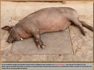 Es una tradición antigua que llevaba muchos años en Mogarraz que consiste en un cerdo «Antón» que esta por las calles El 17 de 
enero que es el día de San Antón ,se sortea y a la persona que le toque tiene que poner un cerdito para volver a sacarlo el 13 de junio, ese 
mismo día el cura del pueblo lo bautiza. 
 