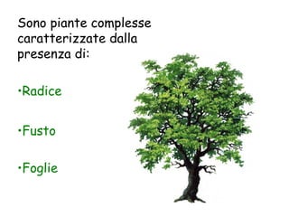 Sono piante complesse
caratterizzate dalla
presenza di:

•Radice


•Fusto

•Foglie
 