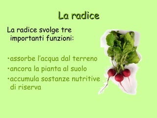 La radice
La radice svolge tre
 importanti funzioni:

•assorbe l’acqua dal terreno
•ancora la pianta al suolo
•accumula sostanze nutritive
 di riserva
 