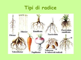 Tipi di radice
 