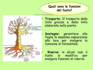 Quali sono le funzioni
            del fusto?

• Trasporto: Il trasporto della
  linfa grezza e della linfa
  elaborata nella pianta.

• Sostegno: garantisce alle
  foglie la massima esposizione
  alla luce per svolgere la
  funzione di fotosintesi.

•     Riserva: in alcuni casi il
    fusto    si   modifica     per
    svolgere funzioni di riserva.
 