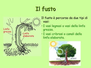 Il fusto
  Il fusto è percorso da due tipi di
    vasi:
  • I vasi legnosi o vasi della linfa
    grezza.
  • I vasi cribrosi o canali della
    linfa elaborata.
 