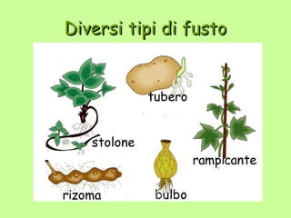 Diversi tipi di fusto
 