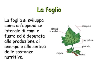 La foglia
La foglia si sviluppa
come un'appendice
laterale di rami e
fusto ed è deputata
alla produzione di
energia e alla sintesi
delle sostanze
nutritive.
 