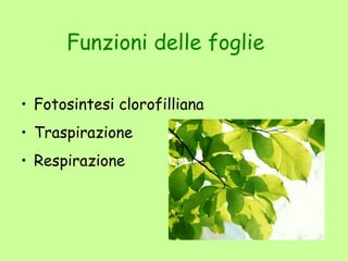 Funzioni delle foglie

• Fotosintesi clorofilliana
• Traspirazione
• Respirazione
 