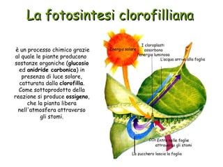 La fotosintesi clorofilliana

 è un processo chimico grazie
 al quale le piante producono
 sostanze organiche (glucosio
   ed anidride carbonica) in
    presenza di luce solare,
   catturata dalla clorofilla.
  Come sottoprodotto della
reazione si produce ossigeno,
      che la pianta libera
  nell'atmosfera attraverso
            gli stomi.
 