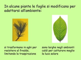 In alcune piante le foglie si modificano per
adattarsi all’ambiente:




si trasformano in aghi per   sono larghe negli ambienti
resistere al freddo,         caldi per catturare meglio
limitando la traspirazione   la luce solare
 