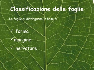 Classificazione delle foglie
Le foglie si distinguono in base a:


 forma
margine
 nervature
 
