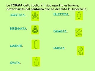La FORMA dalla foglia è il suo aspetto esteriore,
determinata dal contorno che ne delimita la superficie.
  DIGITATA.                     ELLITTICA. 
   



  BIPENNATA. 
                                PALMATA. 




  LINEARE. 
                                LOBATA. 




  OVATA. 
 