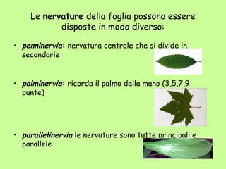Le nervature della foglia possono essere
            disposte in modo diverso:

• penninervia: nervatura centrale che si divide in
  secondarie


• palminervia: ricorda il palmo della mano (3,5,7,9
  punte)




• parallelinervia le nervature sono tutte principali e
  parallele
 