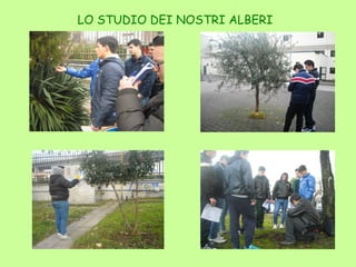 LO STUDIO DEI NOSTRI ALBERI
 