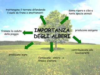 trattengono il terreno difendendo               danno riparo e cibo a
    il suolo da frane e smottamenti                tante specie animali




frenano la caduta         IMPORTANZA                    producono ossigeno
  della pioggia
                          DEGLI ALBERI

                                                     contribuiscono alla
                                                        biodiversità
      producono legno
                              forniscono ombra e
                              fresco d’estate
 