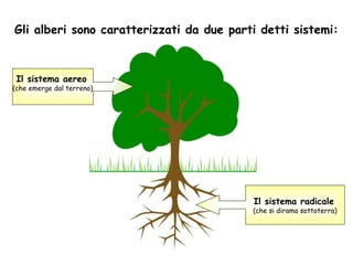 Gli alberi sono caratterizzati da due parti detti sistemi:



 Il sistema aereo
(che emerge dal terreno)




                                          Il sistema radicale
                                          (che si dirama sottoterra)
 
