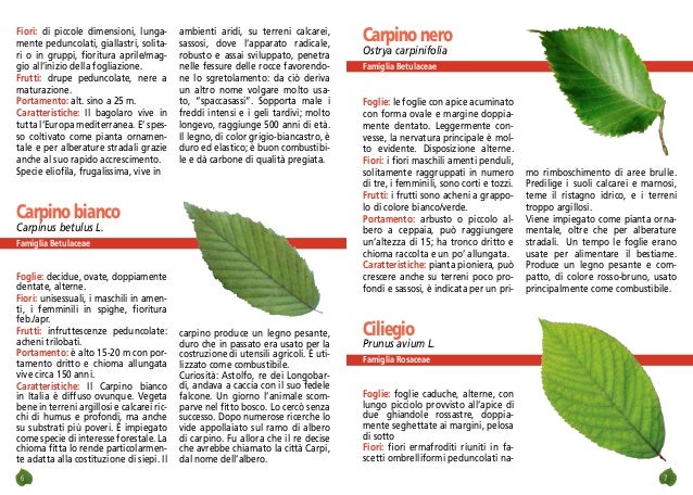 La scheda tecnica di tutti gli alberi a disposizione slideshare