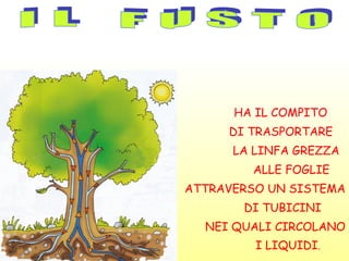 HA IL COMPITO
     DI TRASPORTARE
      LA LINFA GREZZA
        ALLE FOGLIE
ATTRAVERSO UN SISTEMA
       DI TUBICINI
  NEI QUALI CIRCOLANO
         I LIQUIDI.
 