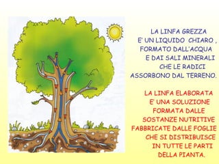 LA LINFA GREZZA
  E’ UN LIQUIDO CHIARO ,
   FORMATO DALL’ACQUA
     E DAI SALI MINERALI
         CHE LE RADICI
ASSORBONO DAL TERRENO.

    LA LINFA ELABORATA
     E’ UNA SOLUZIONE
      FORMATA DALLE
   SOSTANZE NUTRITIVE
FABBRICATE DALLE FOGLIE
    CHE SI DISTRIBUISCE
      IN TUTTE LE PARTI
        DELLA PIANTA.
 