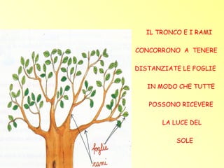 IL TRONCO E I RAMI

CONCORRONO A TENERE

DISTANZIATE LE FOGLIE

   IN MODO CHE TUTTE

   POSSONO RICEVERE

       LA LUCE DEL

          SOLE
 