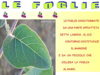 LE FOGLIE SONO FORMATE

  DA UNA PARTE APPIATTITA

DETTA LAMINA , IL CUI

   CONTORNO COSTITUISCE

       IL MARGINE

E DA UN PICCIOLO CHE

 COLLEGA LA FOGLIA

  AL RAMO.
 