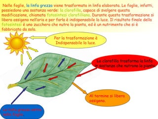 Nelle foglie, la linfa grezza viene trasformata in linfa elaborata. Le foglie, infatti,
possiedono una sostanza verde: la clorofilla, capace di svolgere questa
modificazione, chiamata fotosintesi clorofilliana. Durante questa trasformazione si
libera ossigeno nell’aria e per farla è indispensabile la luce. Il risultato finale della
fotosintesi è uno zucchero che nutre la pianta, ed è un nutrimento che si è
fabbricato da sola.

                              Per la trasformazione è
                               Indispensabile la luce.



                                                        La clorofilla trasforma la linfa
                                                      in sostanze che nutrono la pianta.




                                                   Al termine si libera
                                                   ossigeno.

La linfa grezza entra
nelle foglie.
 