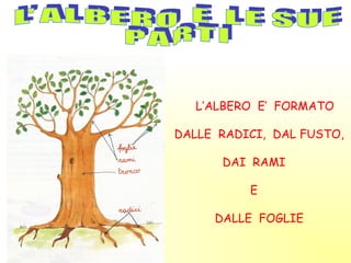 L’ALBERO E’ FORMATO

DALLE RADICI, DAL FUSTO,

      DAI RAMI

          E

     DALLE FOGLIE
 