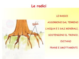 Le radici

                                     LE RADICI

          LE RADICI            ASSORBONO DAL TERRENO


ASSORBONO DAL TERRENO        L’ACQUA E I SALI MINERALI,

L’ACQUA E I SALI MINERALI,
                               SOSTENGONO IL TRONCO,
SOSTENGONO IL TRONCO,
                                        EVITANO

            EVITANO
                                FRANE E SMOTTAMENTI.
  FRANE E SMOTTAMENTI.
 
