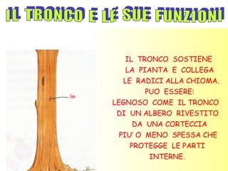 IL TRONCO SOSTIENE
   LA PIANTA E COLLEGA
  LE RADICI ALLA CHIOMA.
        PUO ESSERE:
LEGNOSO COME IL TRONCO
 DI UN ALBERO RIVESTITO
     DA UNA CORTECCIA
 PIU’ O MENO SPESSA CHE
    PROTEGGE LE PARTI
        INTERNE.
 