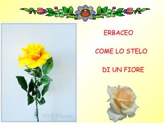 ERBACEO

COME LO STELO

 DI UN FIORE
 