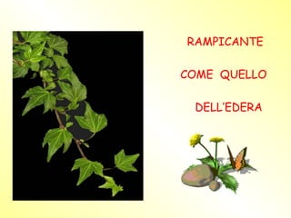 RAMPICANTE

COME QUELLO

 DELL’EDERA
 