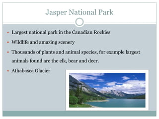 Jasper National Park
 Largest national park in the Canadian Rockies
 Wildlife and amazing scenery
 Thousands of plants and animal species, for example largest

animals found are the elk, bear and deer.
 Athabasca Glacier

 