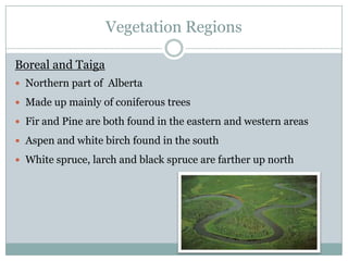Vegetation Regions
Boreal and Taiga
 Northern part of Alberta
 Made up mainly of coniferous trees
 Fir and Pine are both found in the eastern and western areas
 Aspen and white birch found in the south
 White spruce, larch and black spruce are farther up north

 