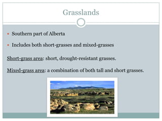 Grasslands
 Southern part of Alberta

 Includes both short-grasses and mixed-grasses

Short-grass area: short, drought-resistant grasses.
Mixed-grass area: a combination of both tall and short grasses.

 