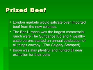 Prized Beef London markets would salivate over imported beef from the new colonies. The Bar-U ranch was the largest commercial ranch were The Sundance Kid and 4 wealthy cattle barons started an annual celebration of all things cowboy. (The Calgary Stamped) Bison was also plentiful and hunted till near extinction for their pelts